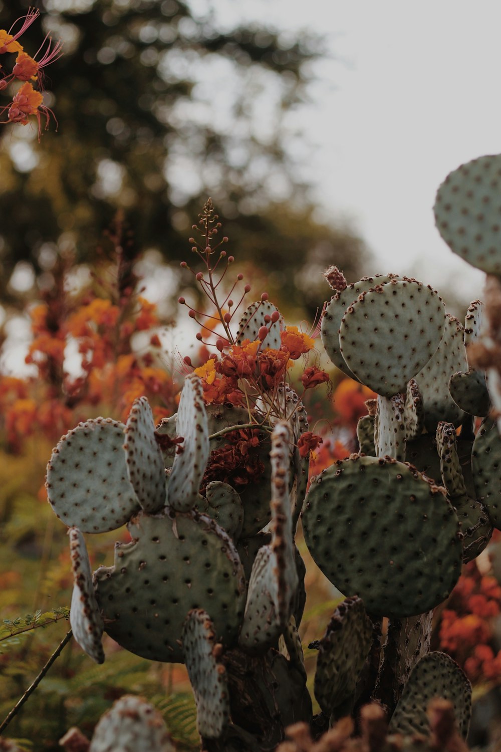 a group of cactus plants in a field