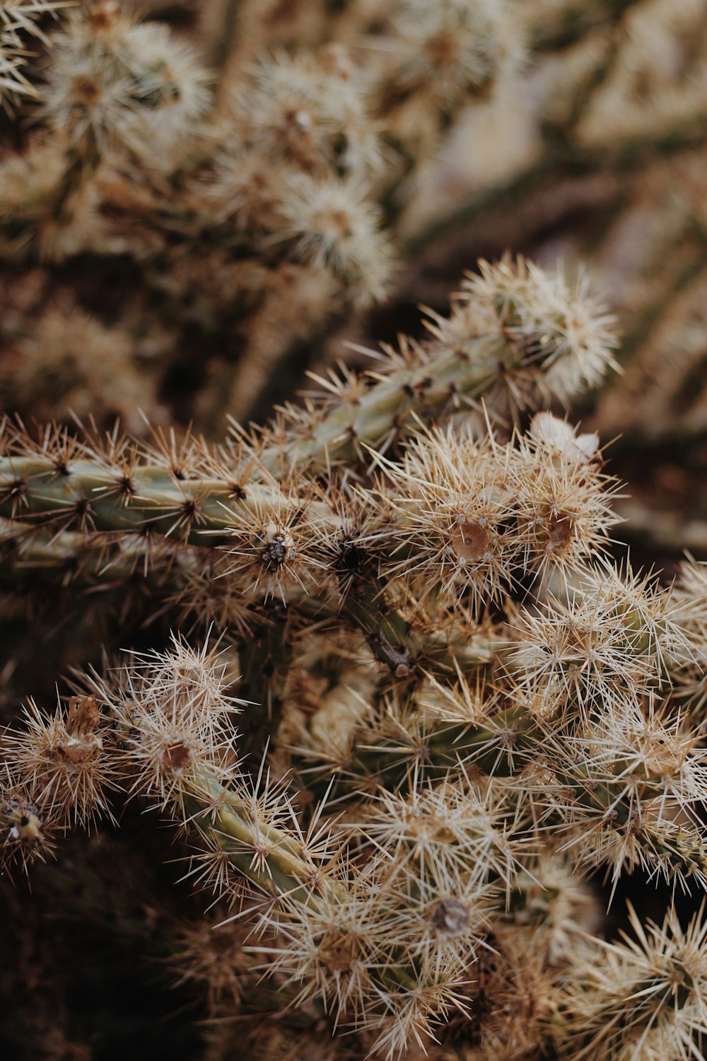 a close up of a cactus plant with lots of needles