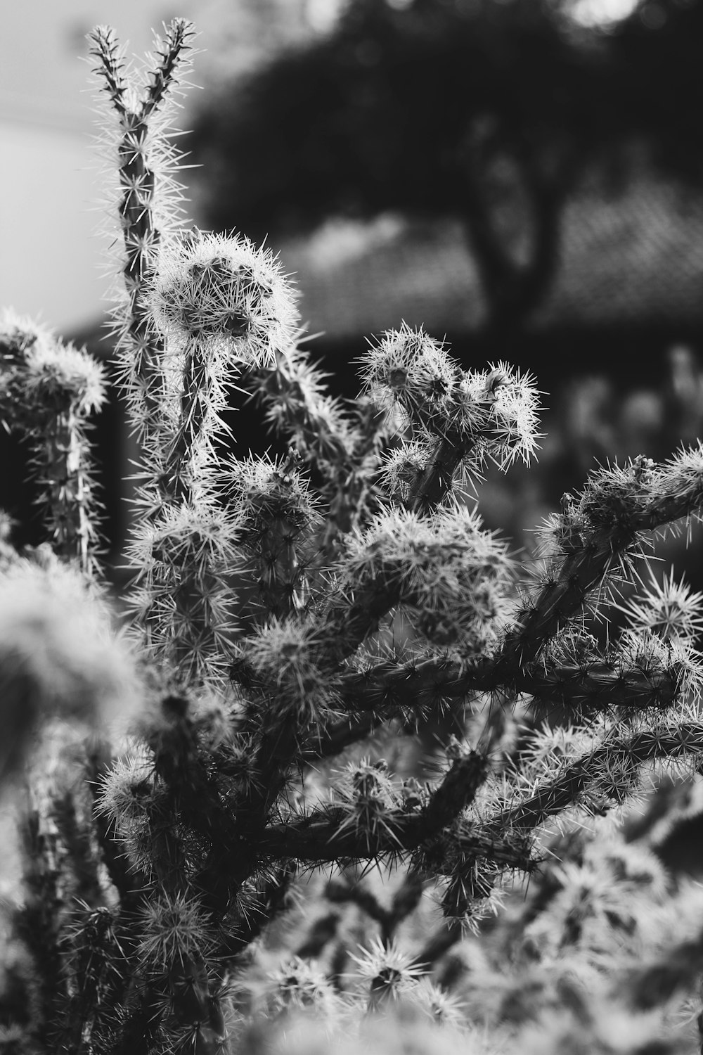 a black and white photo of a cactus