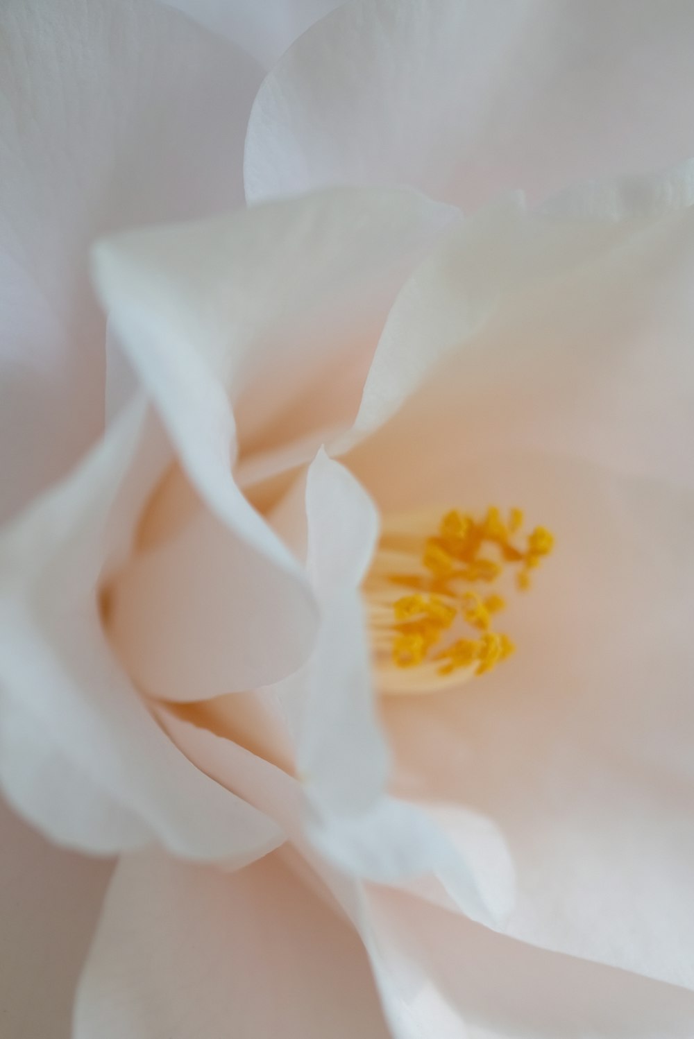 a close up of a white flower with yellow stamen