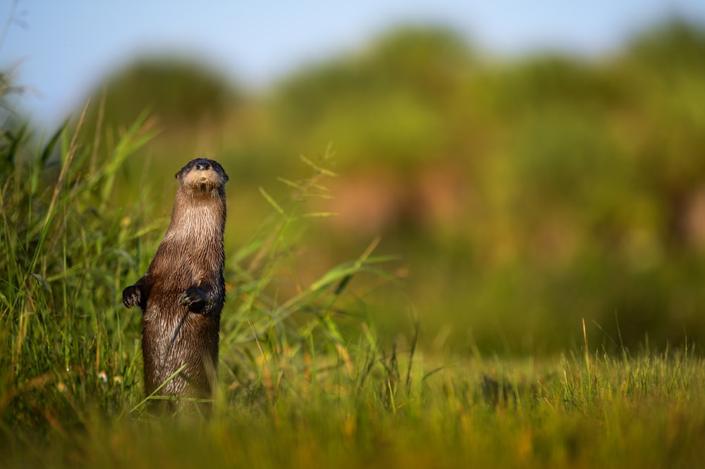 a bird standing on its hind legs in the grass