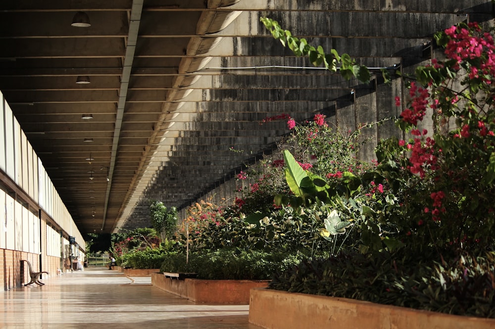 a walkway lined with lots of plants and flowers