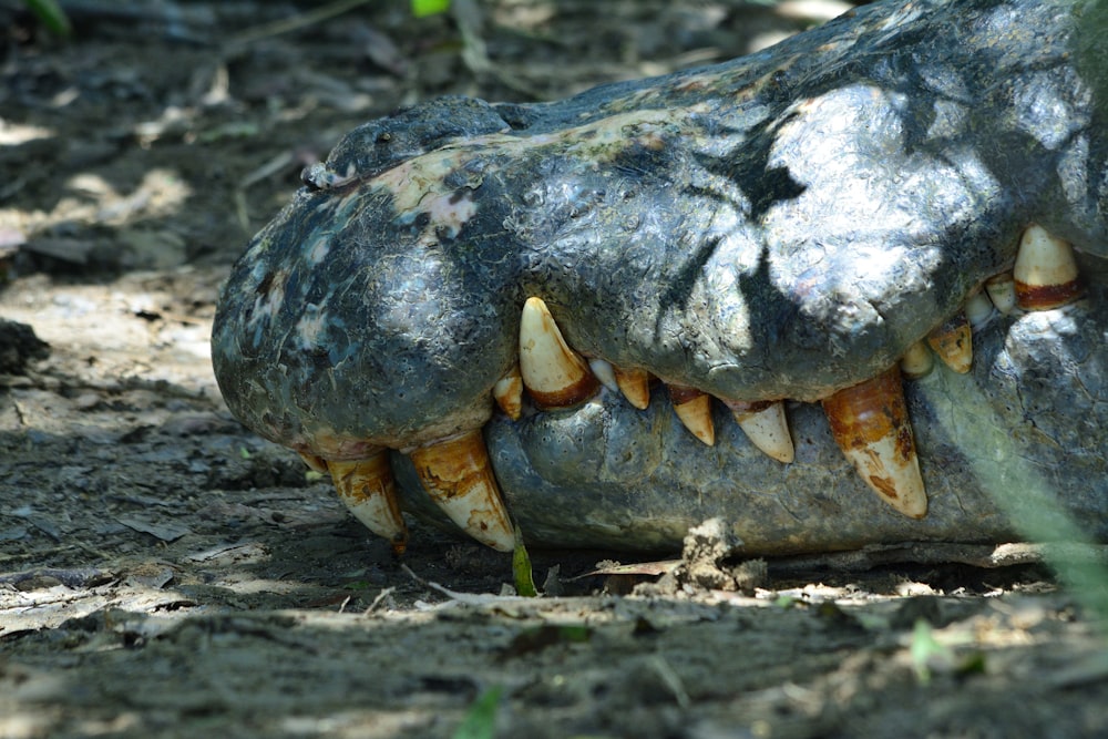 a close up of an animal's teeth on the ground