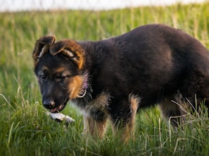 A young German Shepherd is standing in a grassy field. The dog appears attentive, with slightly floppy ears and a visible playfulness in its demeanor.