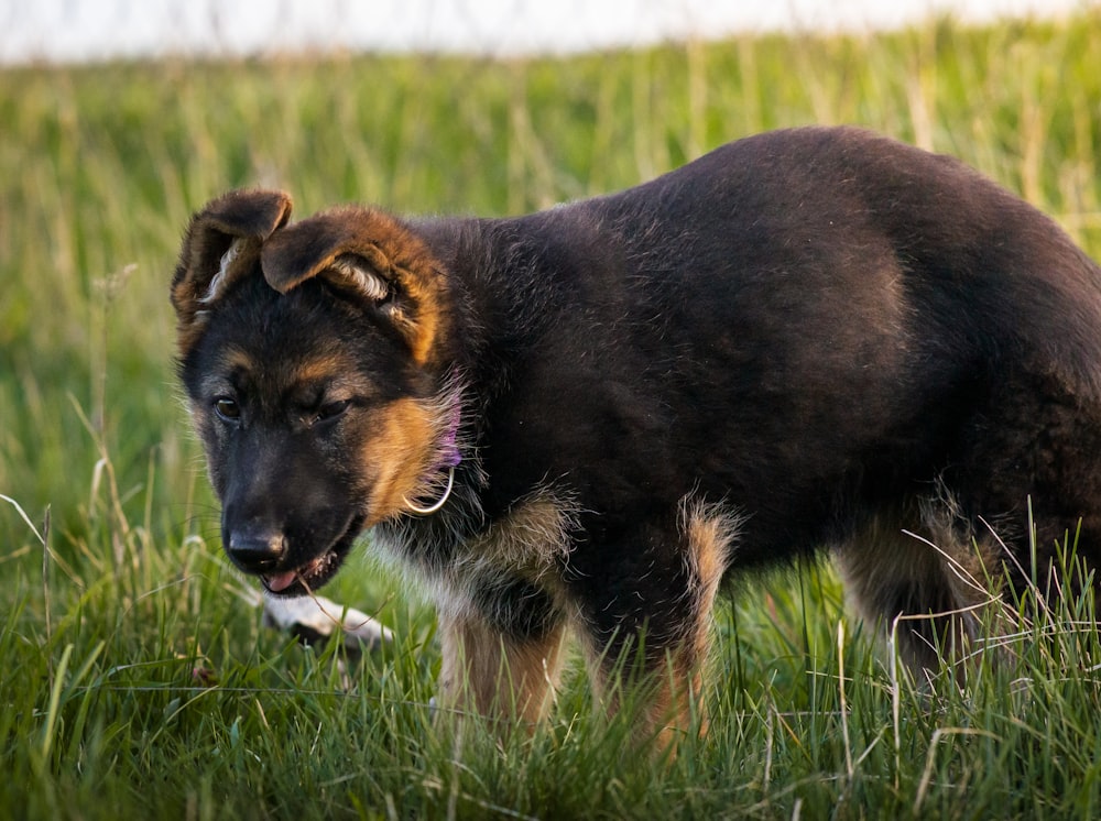 a brown and black dog standing on top of a lush green field