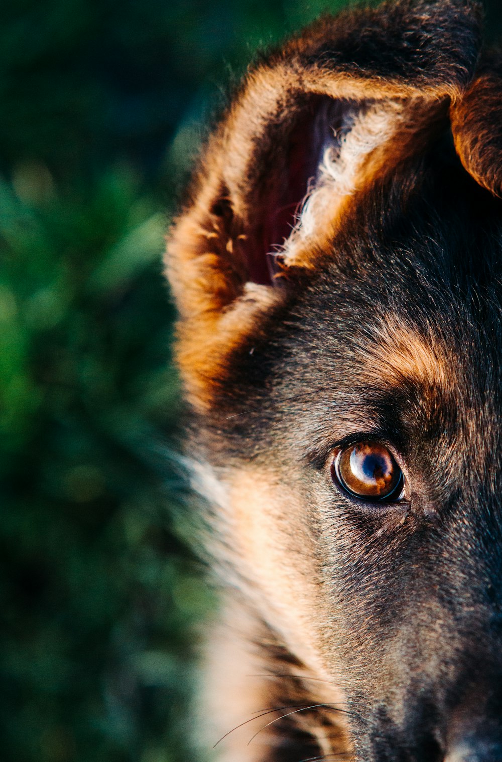 a close up of a dog's face with grass in the background