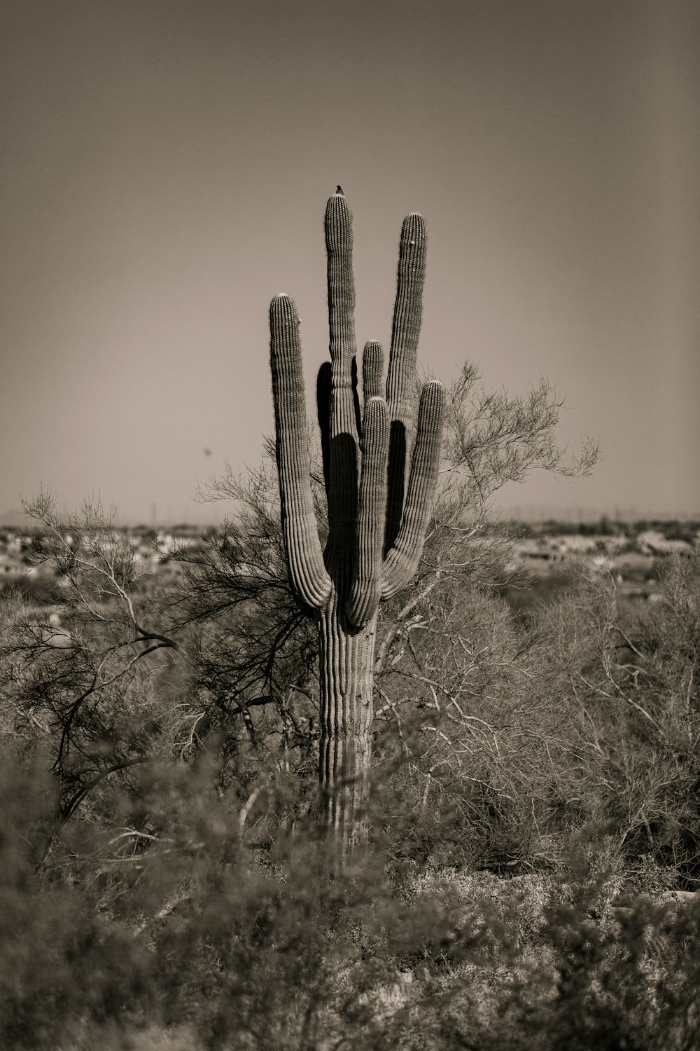 a black and white photo of a cactus in the desert