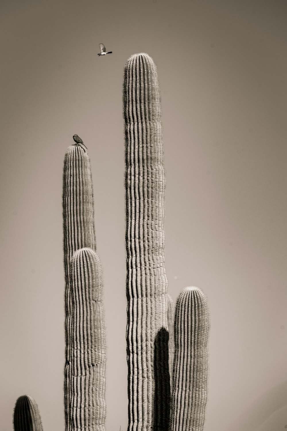 a black and white photo of a cactus and a bird