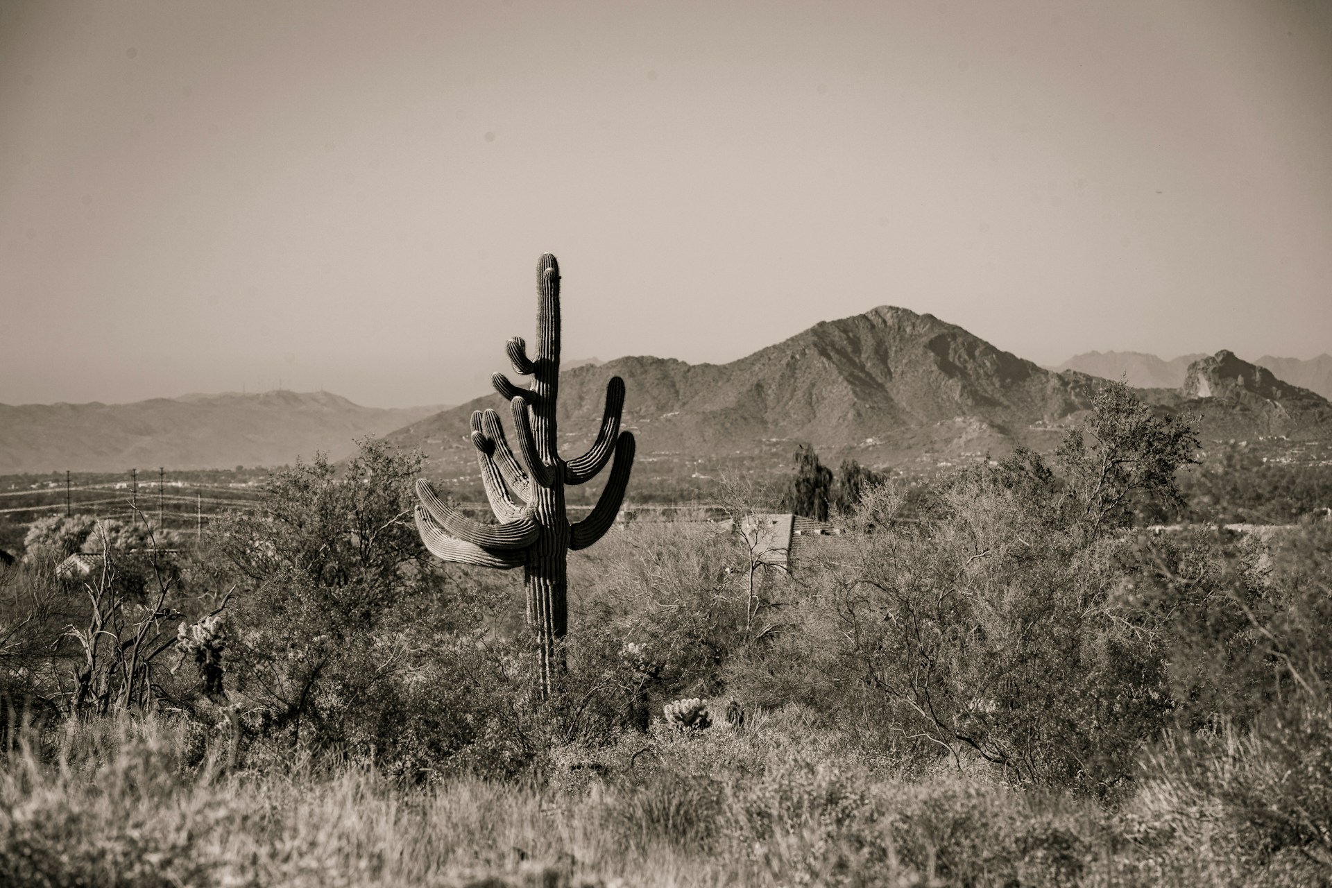 a cactus in a field with mountains in the background