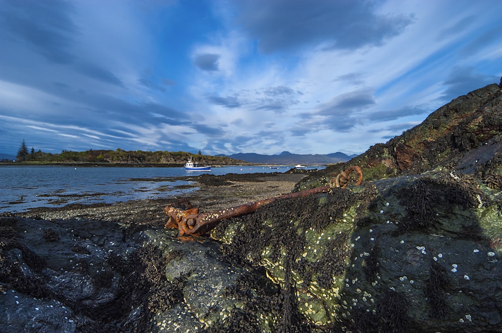 a dog is sitting on a rock by the water