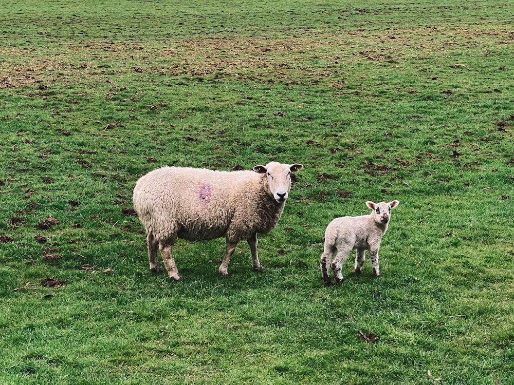 a sheep and a baby sheep standing in a field