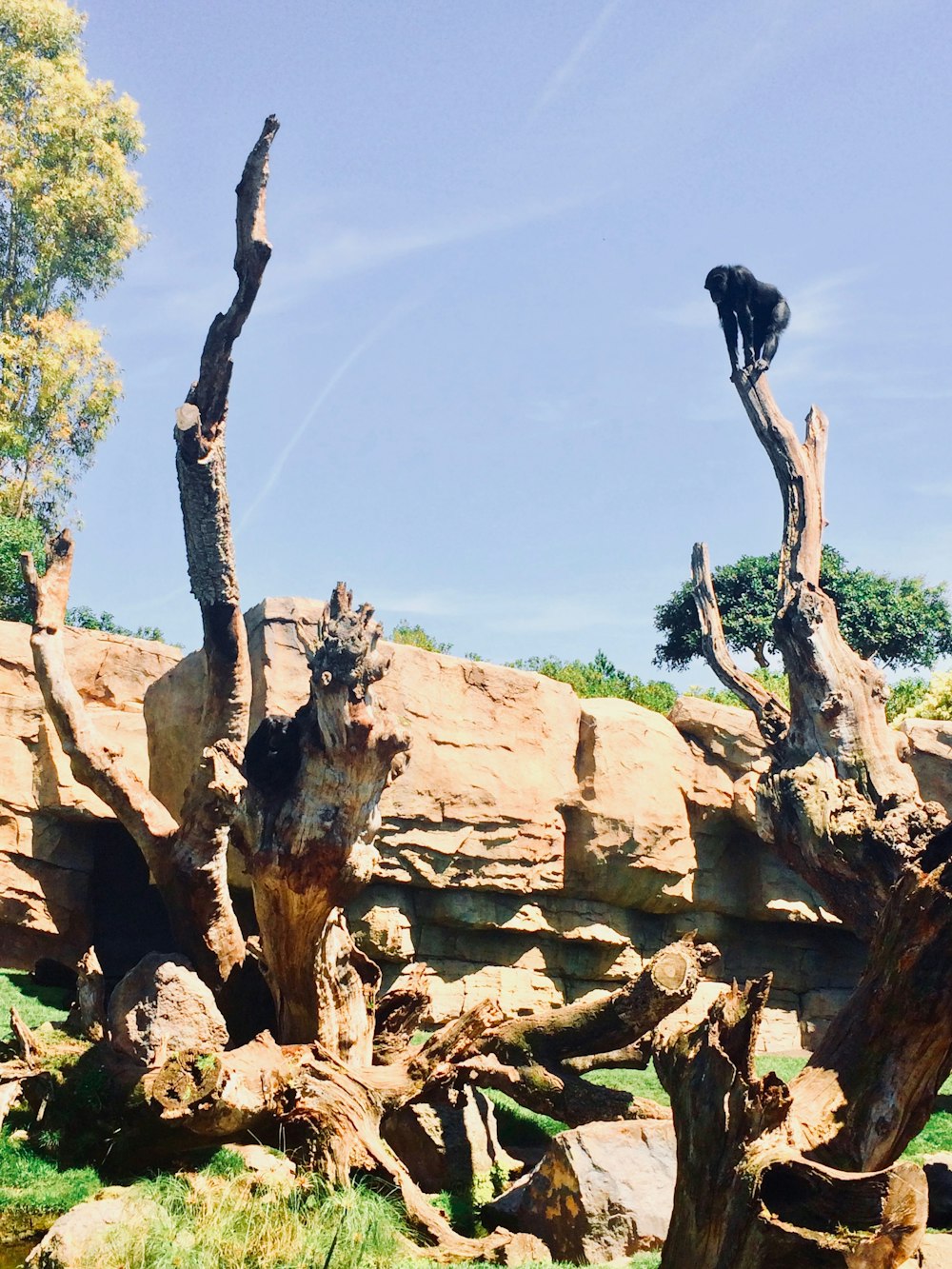 a black bear standing on top of a fallen tree