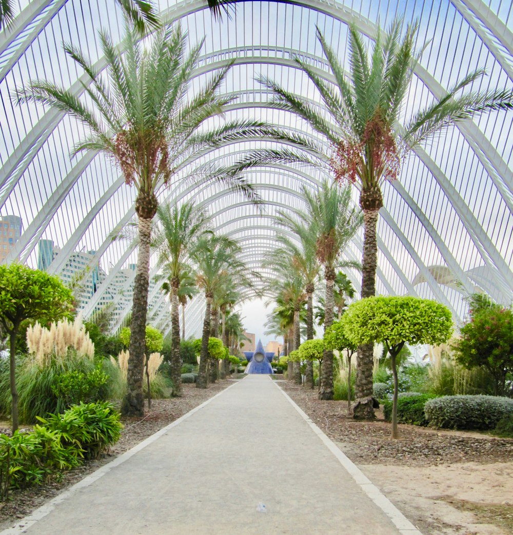 a walkway lined with palm trees next to tall buildings