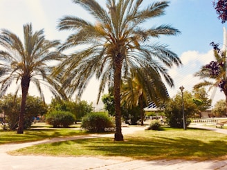 a couple of palm trees sitting next to each other