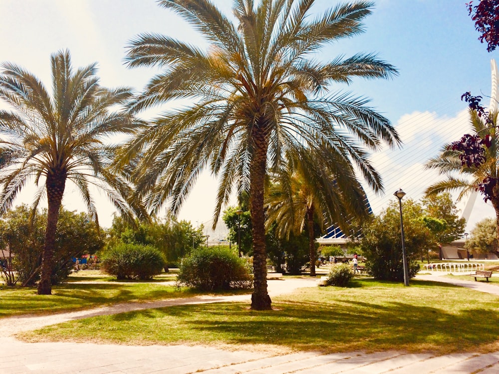 a couple of palm trees sitting next to each other