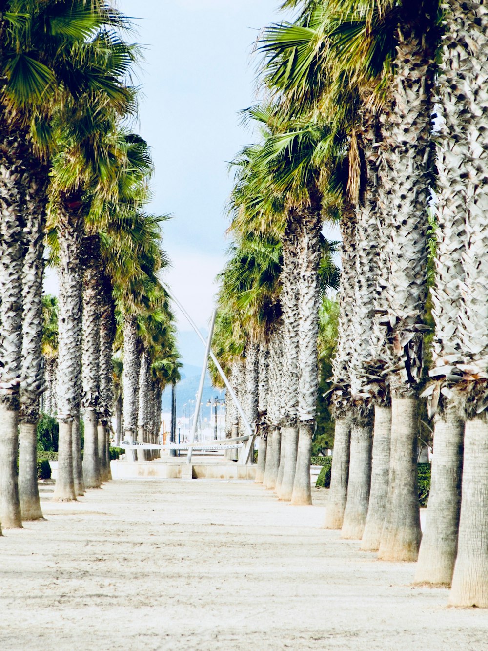 a row of palm trees on a beach