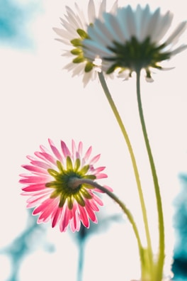 a couple of flowers that are in a vase