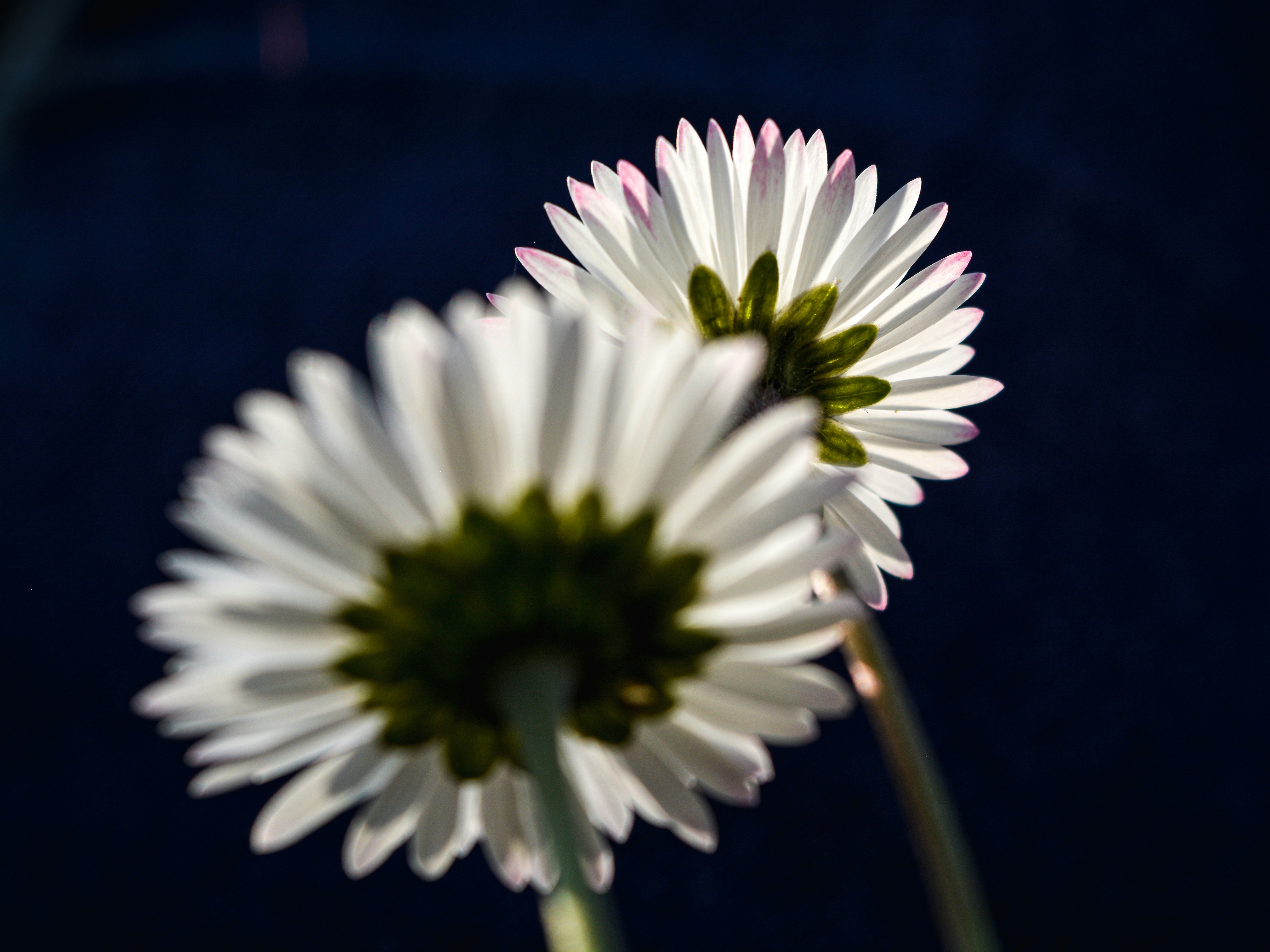 a couple of white flowers sitting next to each other