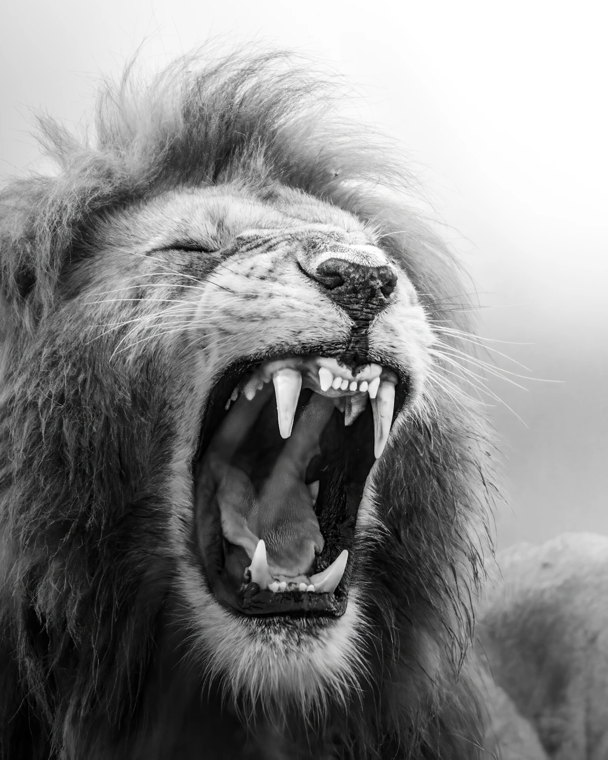 Maasai Mara wildlife photography