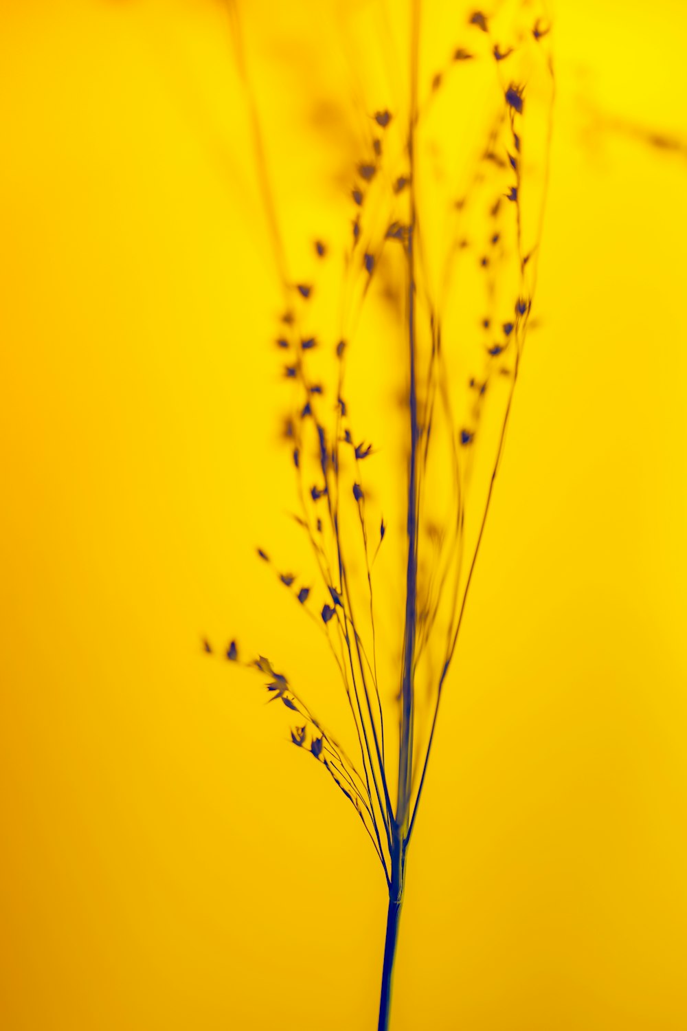 黄色の背景に植物の接写