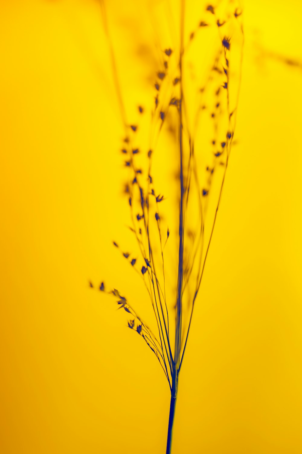 a close up of a plant on a yellow background