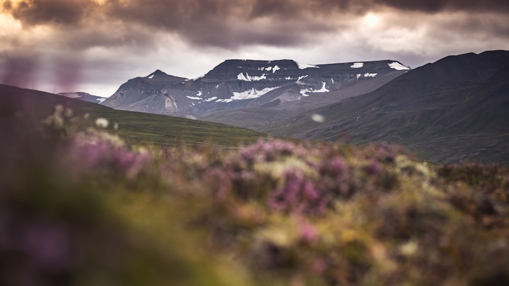 the mountains are covered in snow and purple flowers