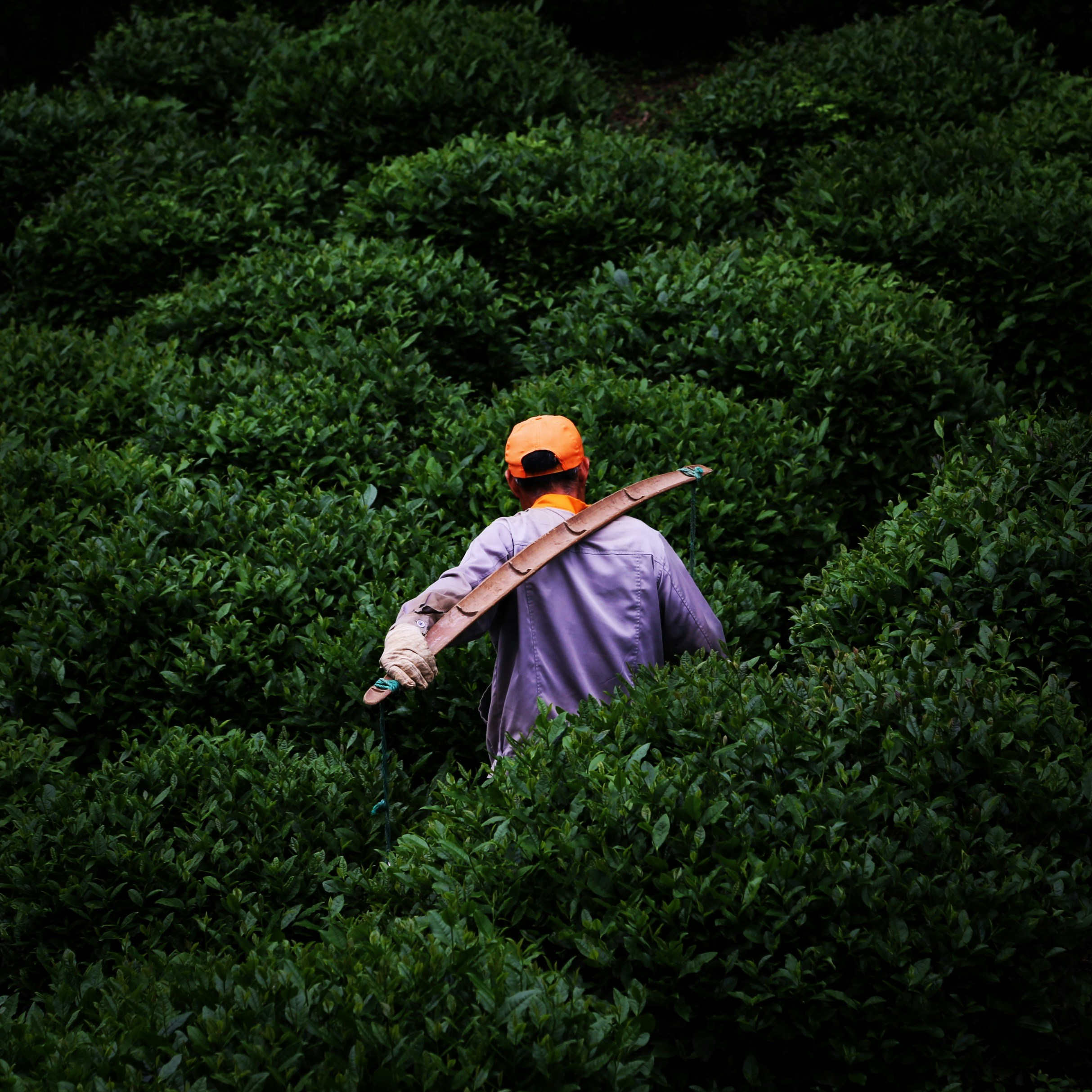 a man in a field of bushes with a stick