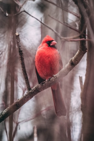 a red bird perched on a tree branch
