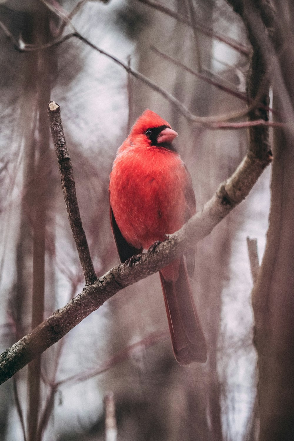 a red bird perched on a tree branch