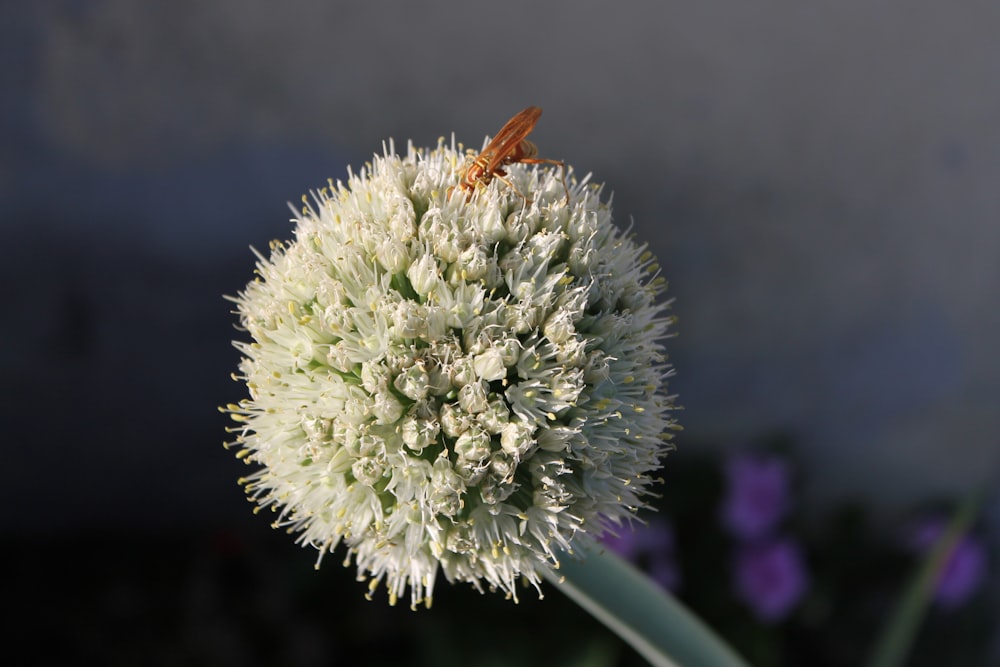 a white flower with a bug on top of it