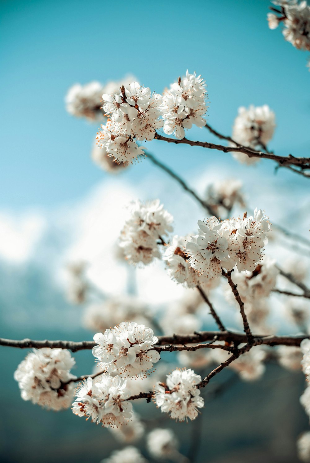 a close up of a tree with white flowers