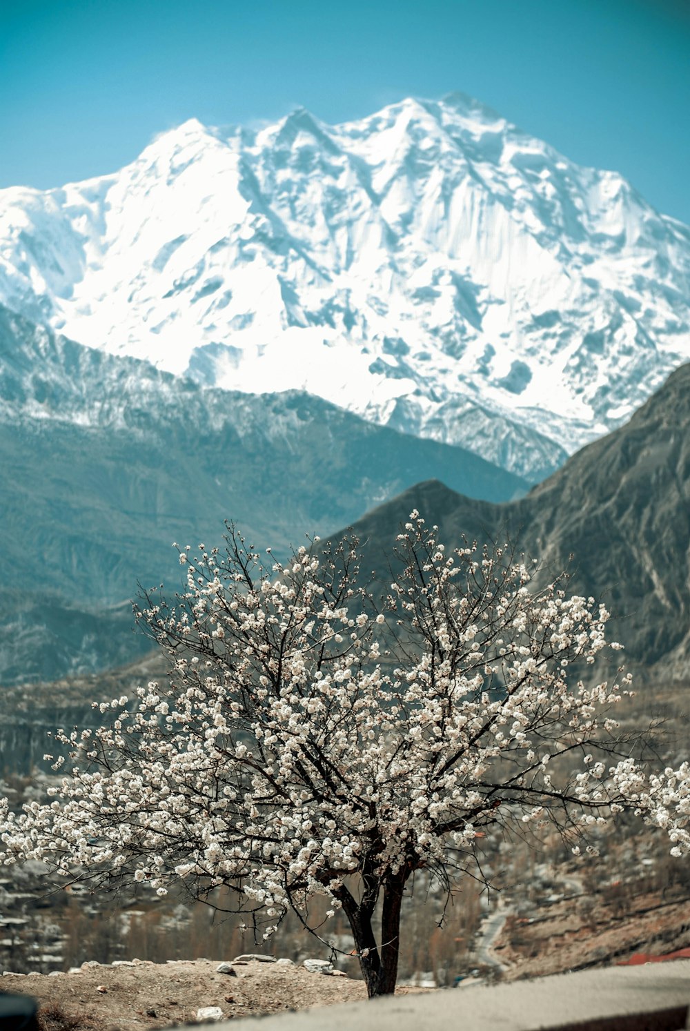 a tree with white flowers in front of a mountain