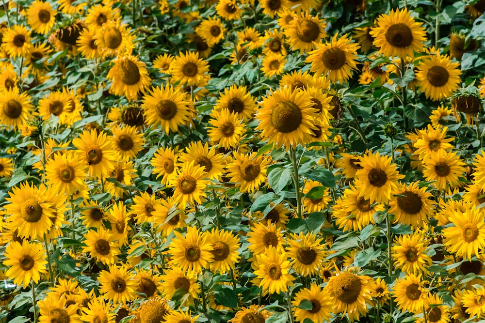 a large field of yellow sunflowers with green leaves