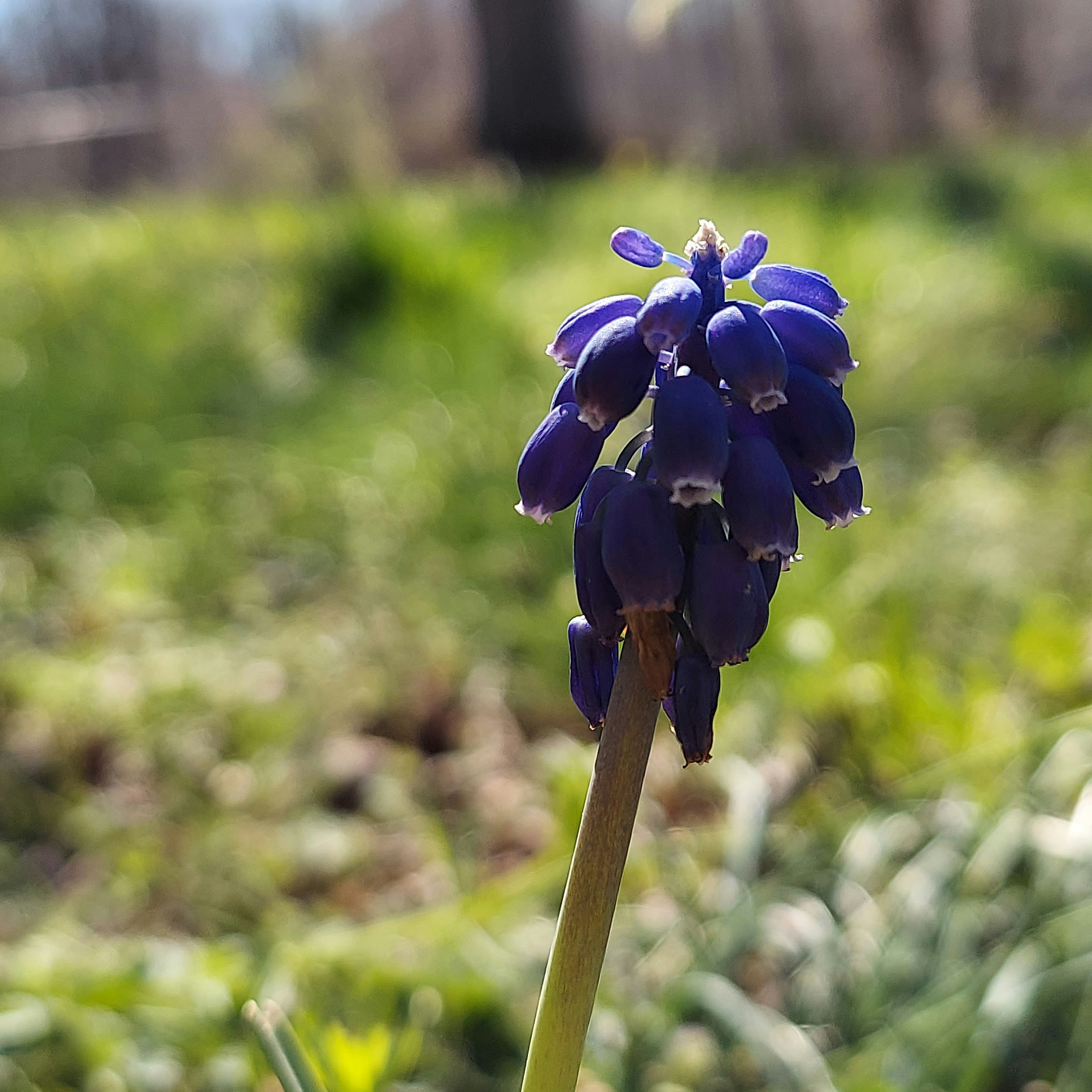 a close up of a purple flower in a field