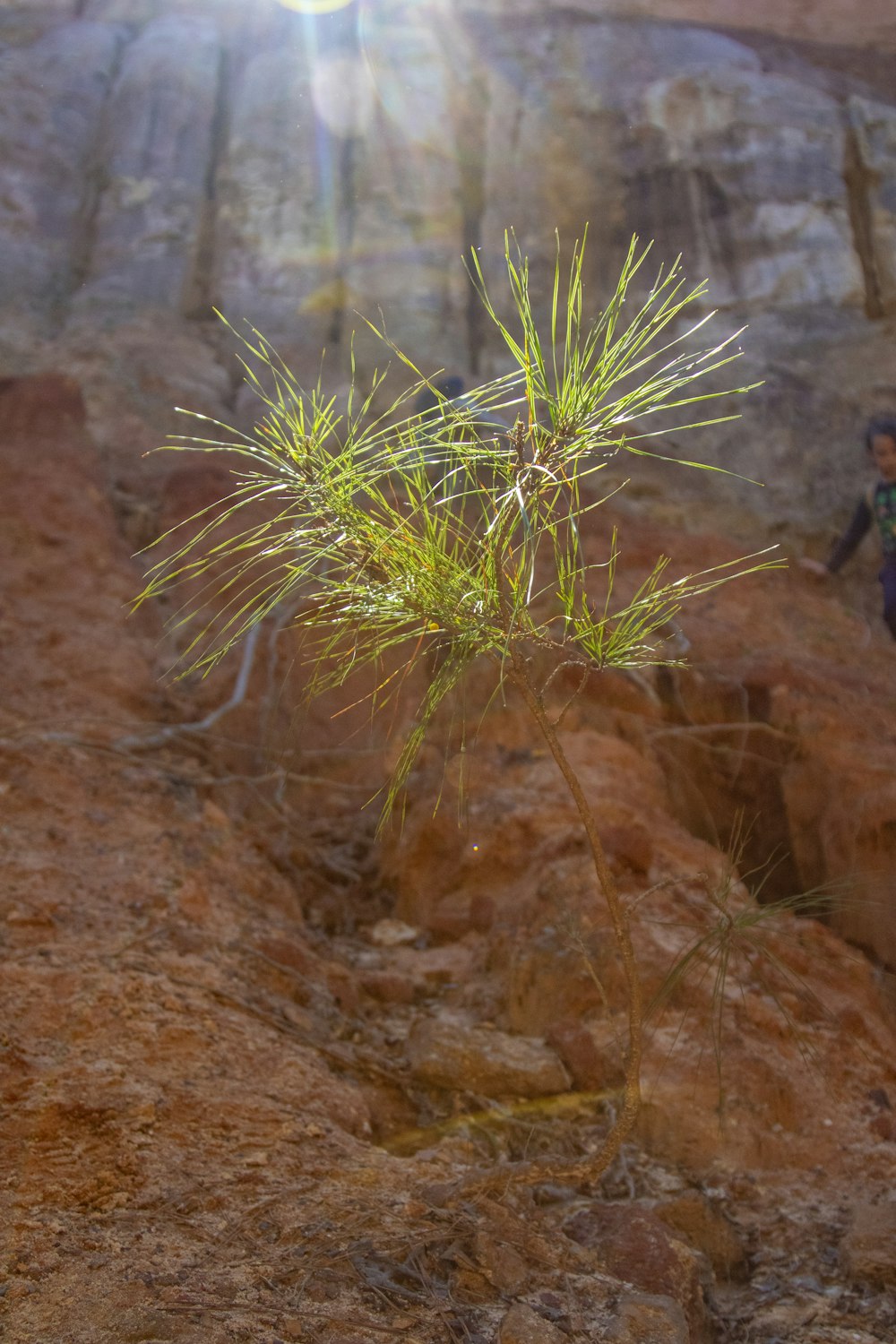 a small tree growing out of the ground