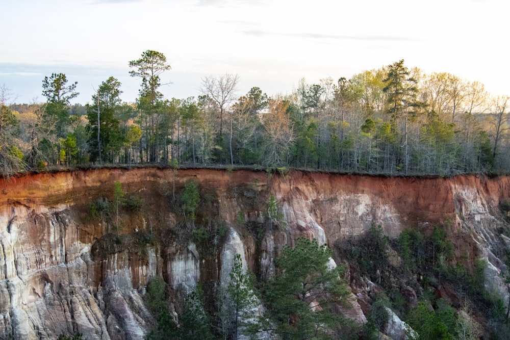 a cliff face with trees on the side of it