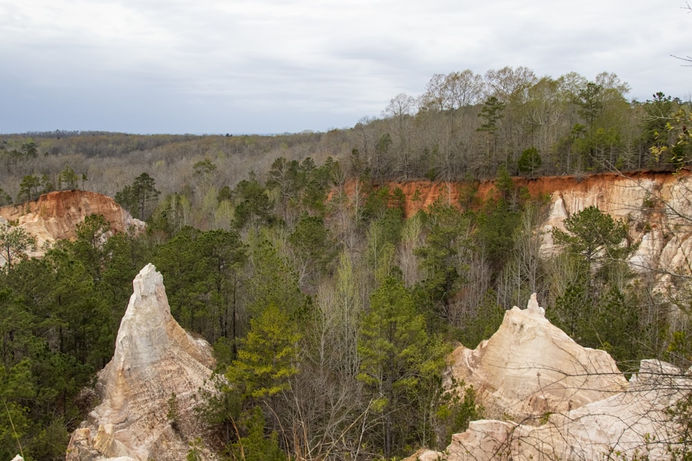 a view of a forest from a high point of view