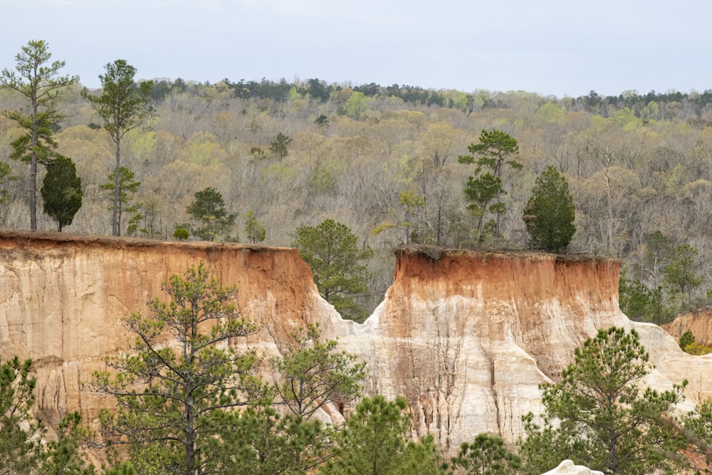 a large cliff with trees on the side of it