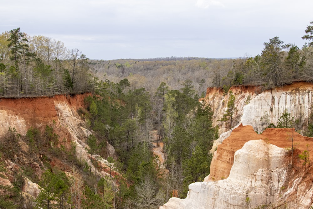 a view of a canyon in the middle of a forest