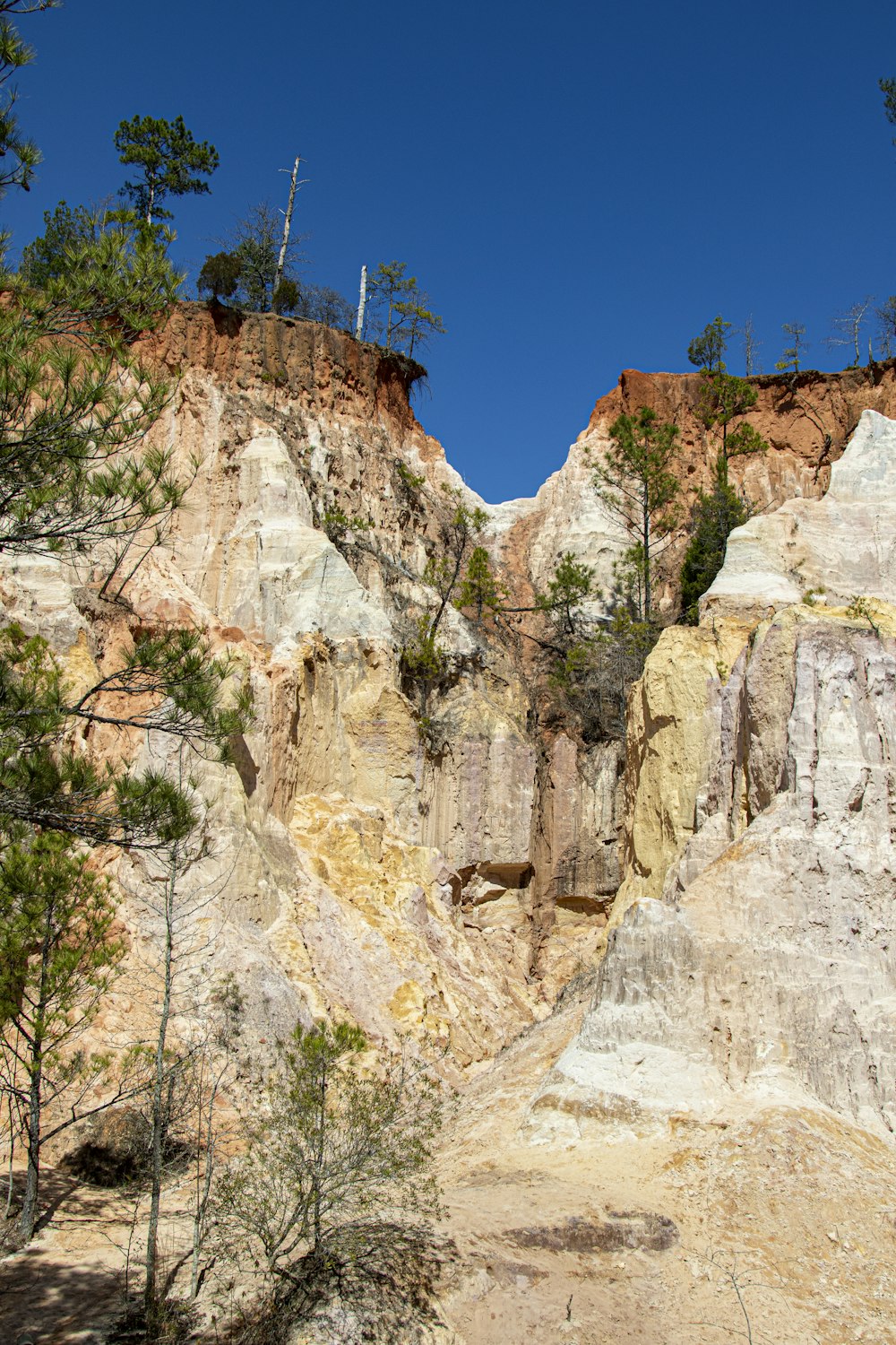 a group of trees in front of a mountain