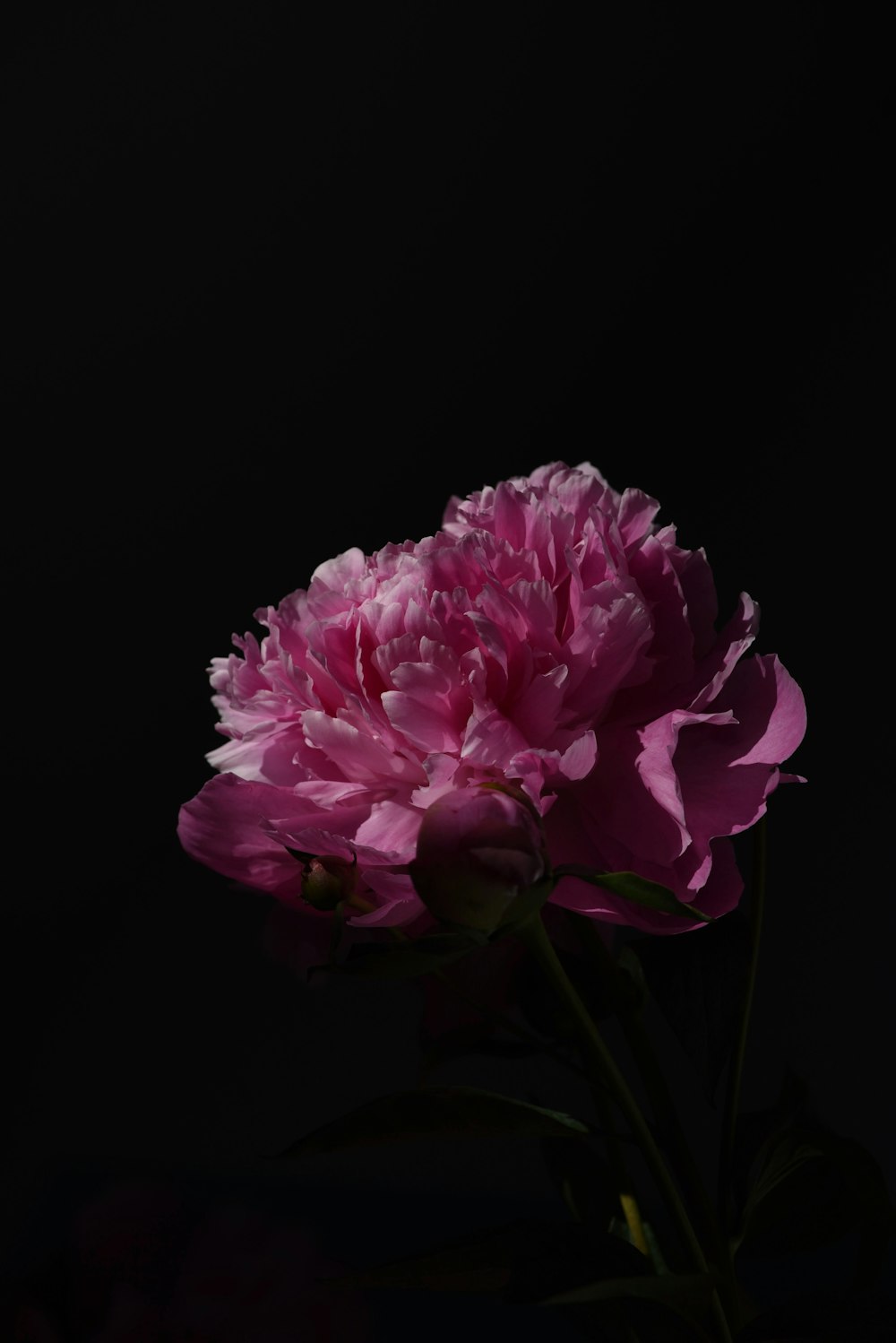 a large pink flower on a black background