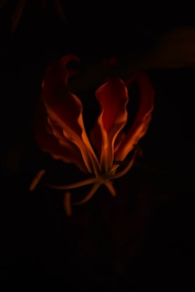 A glowing orange flower with curled petals illuminates against a dark background, creating a stark contrast that highlights its shape and vibrant color.