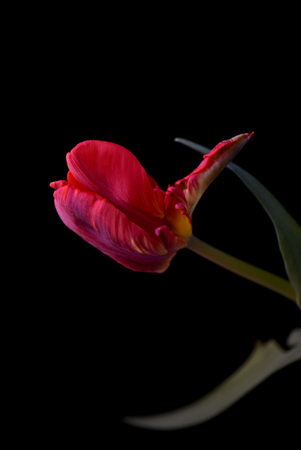 a single red flower with a black background