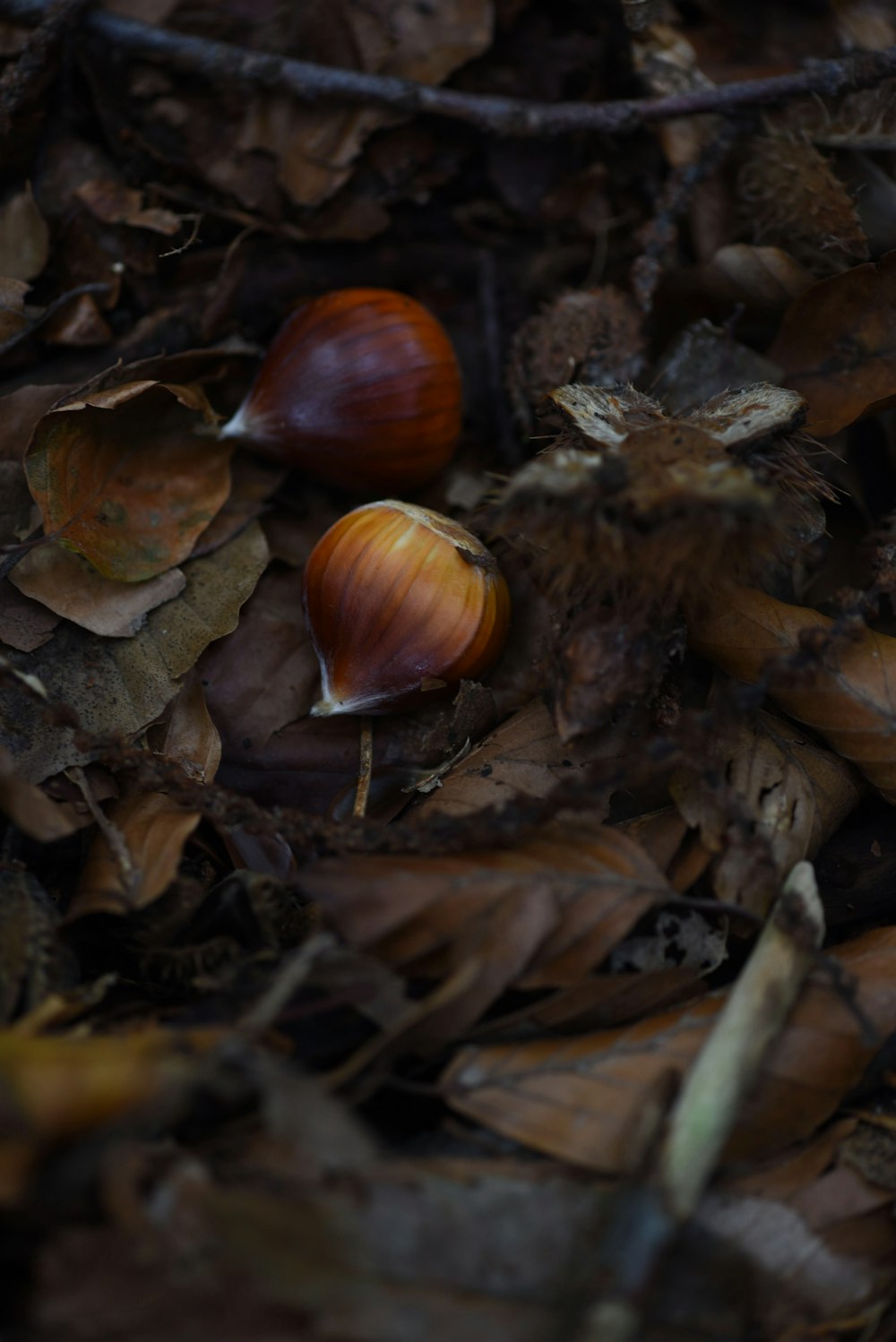 two acorns on the ground surrounded by leaves