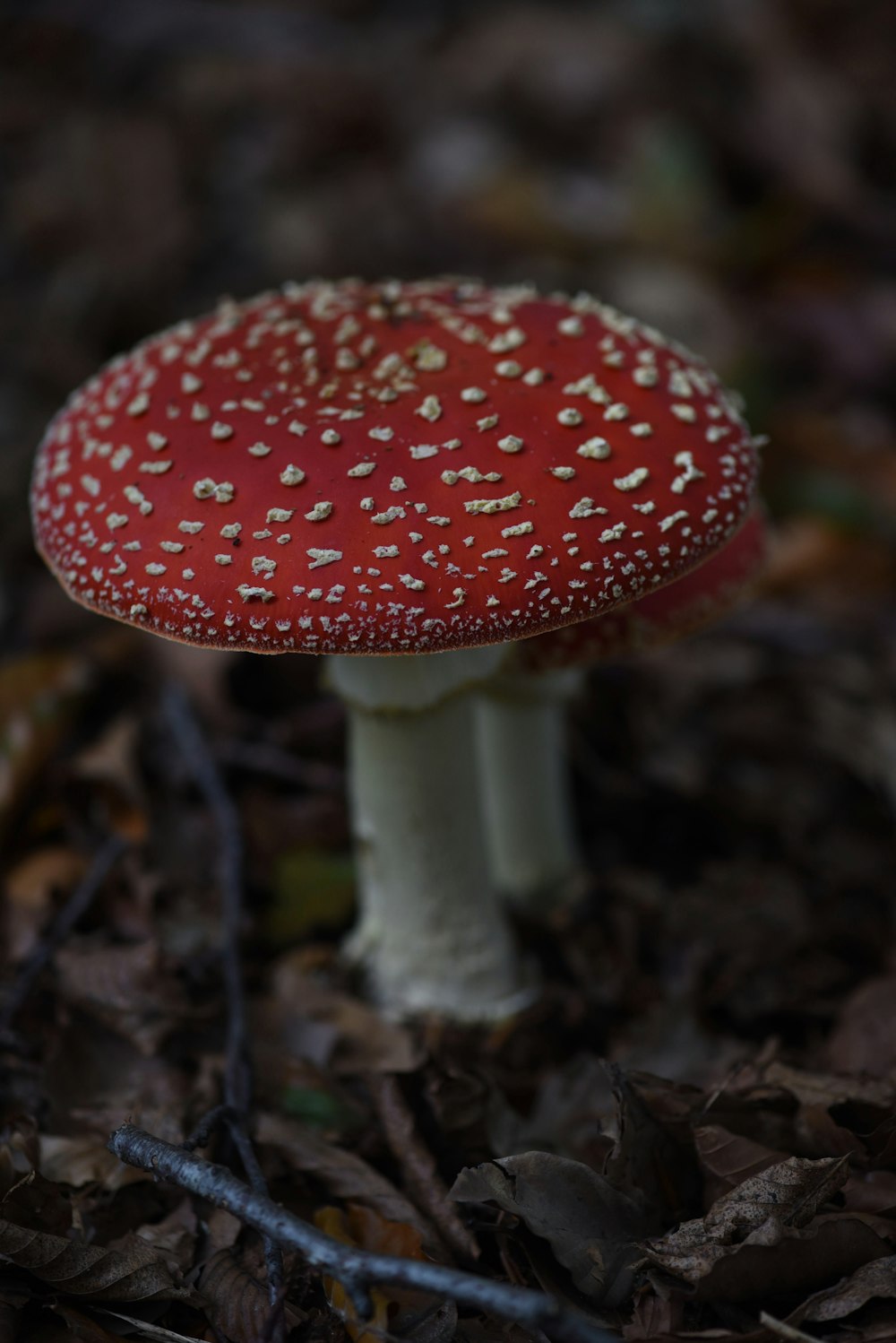 a close up of a mushroom on the ground