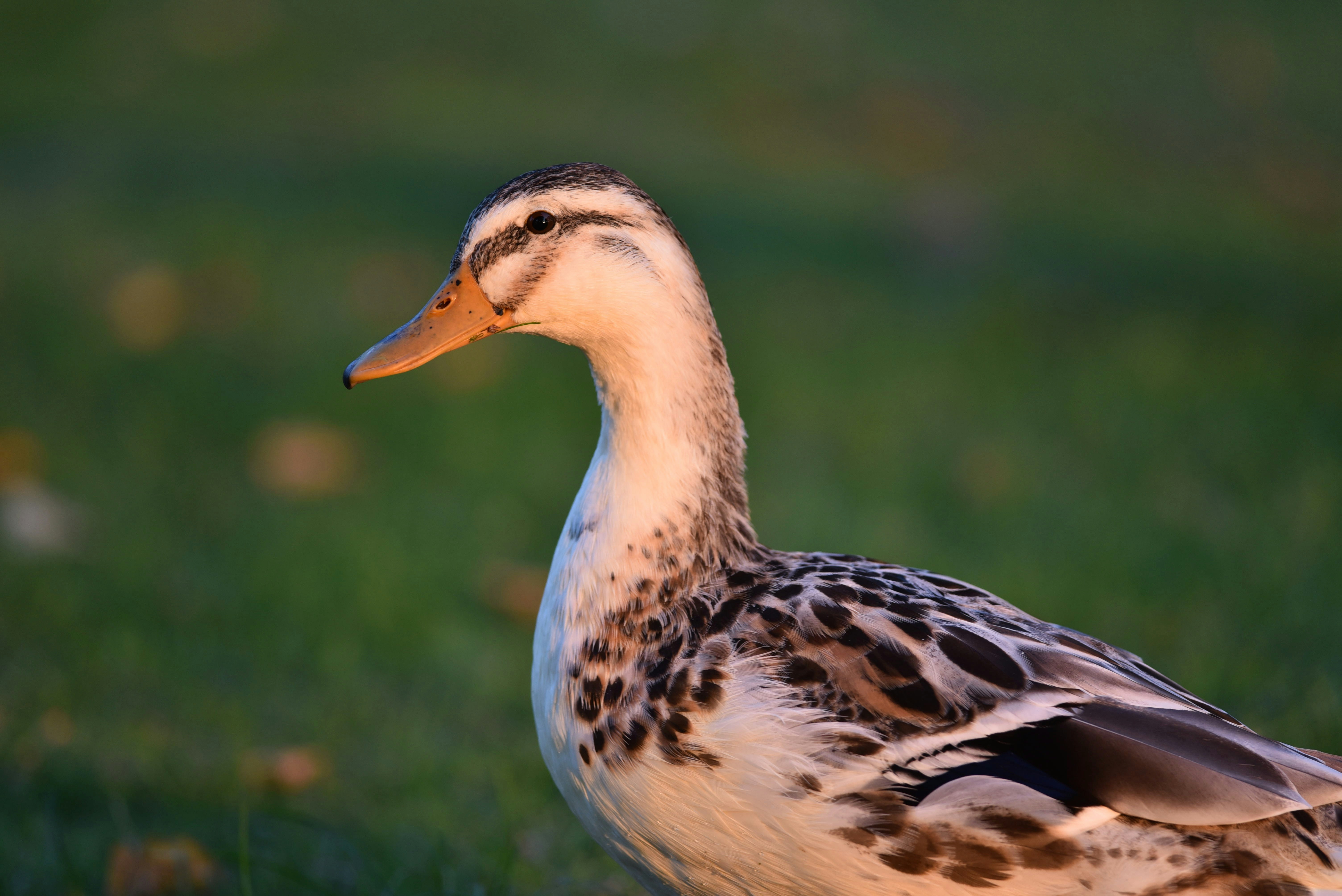 Photo by alexandrastam