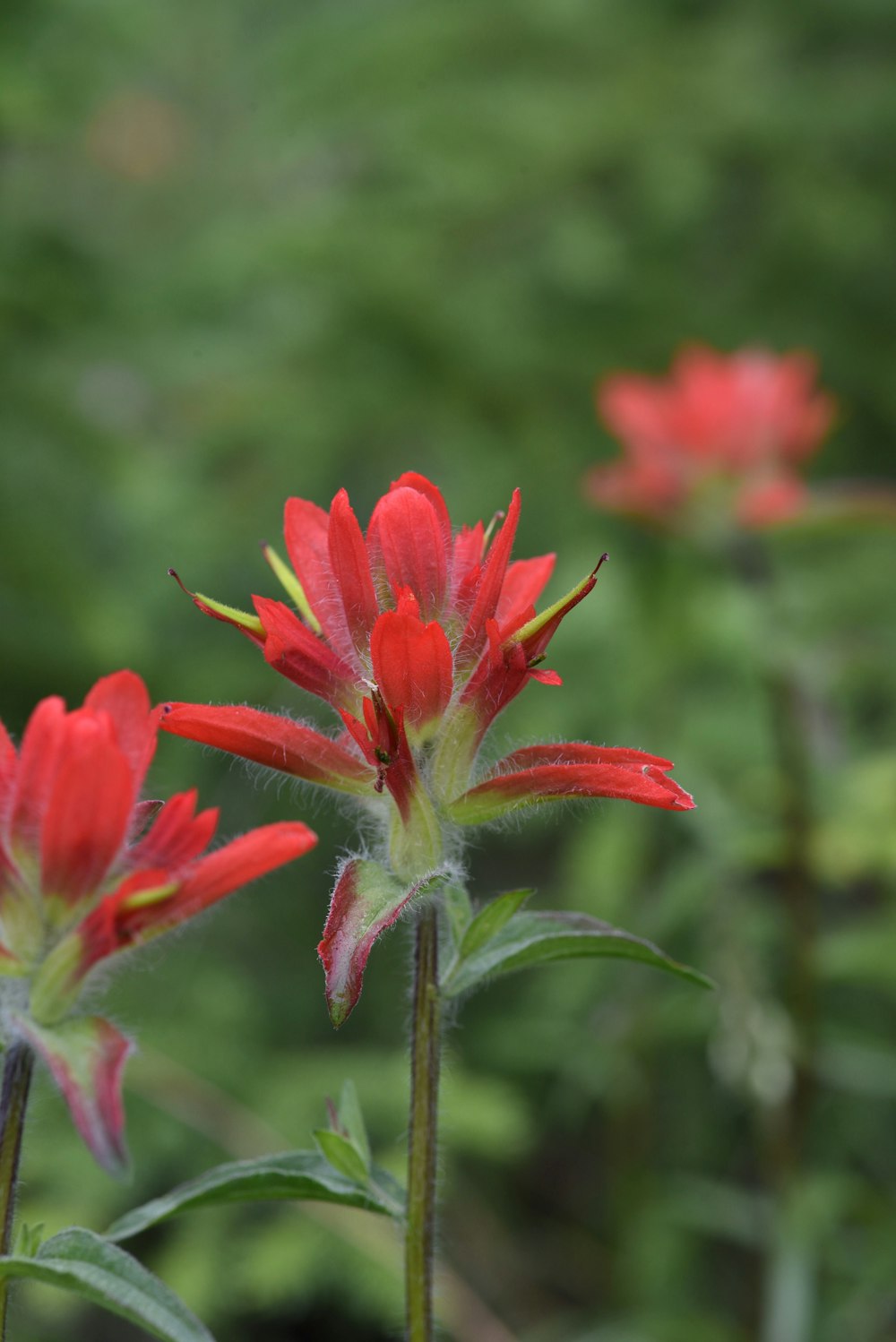 a close up of some red flowers in a field