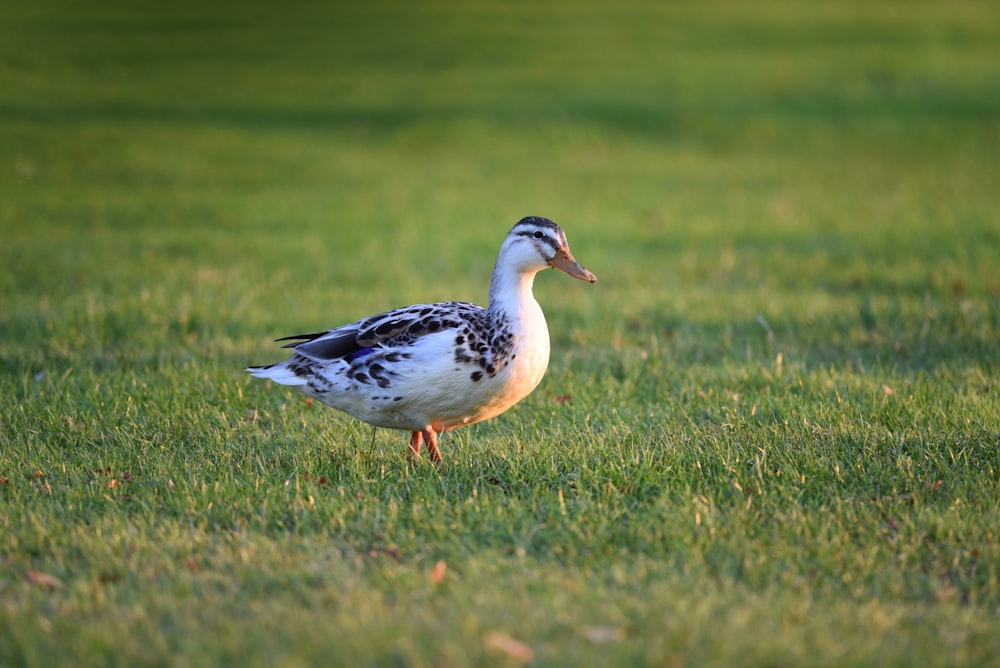 a duck standing in a field of grass