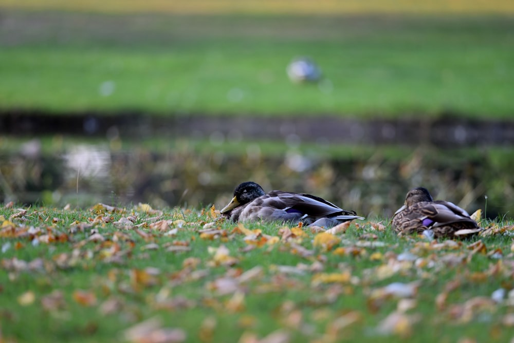 a couple of ducks sitting on top of a lush green field