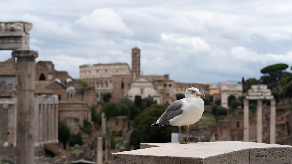 a seagull sitting on a cement block in front of a city